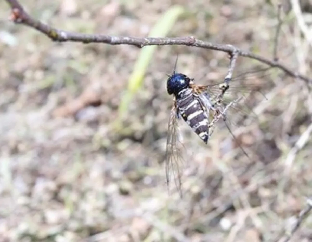 La Protection Juridique de la Biodiversité dans les Zones Polaires : Enjeux et Perspectives du Droit International