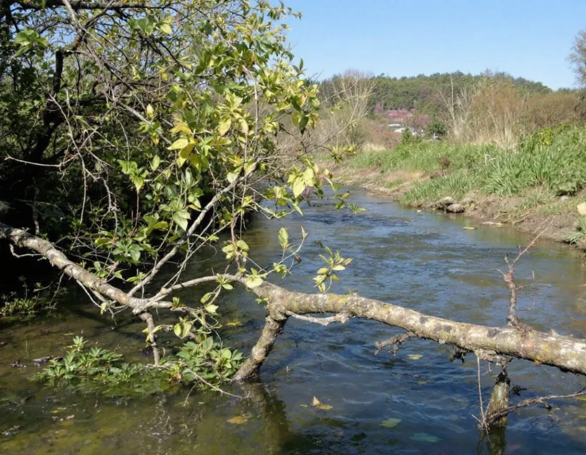 La Renaissance des Cours d'Eau: Cadre Juridique pour la Restauration des Systèmes Fluviaux Dégradés